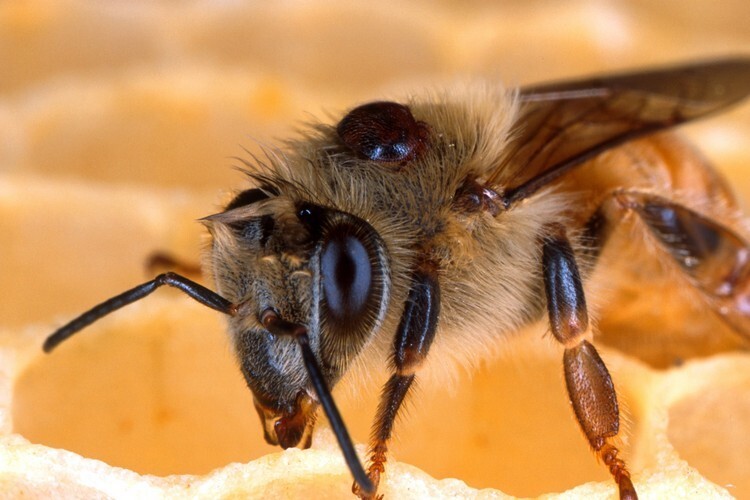 Пчела макро-фото