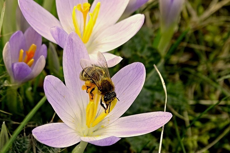 Пчела на пестике цветка