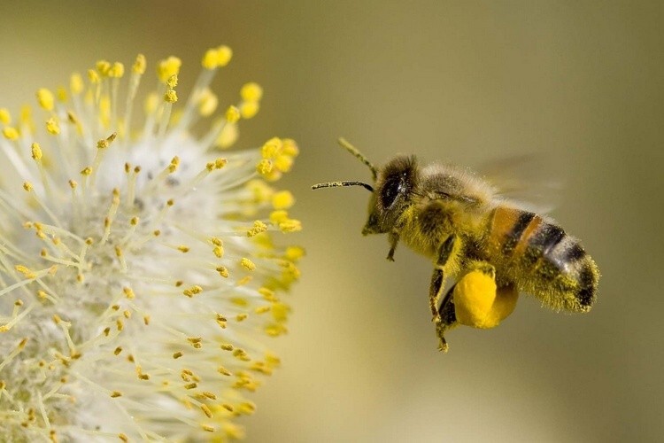 Пчела с обножкой