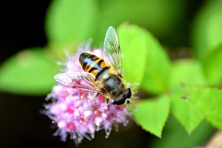 Пчела ползет по цветку