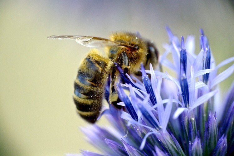 Пчела собирает пыльцу из цветка