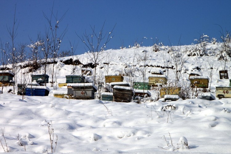 Пчелиная пасека под снегом