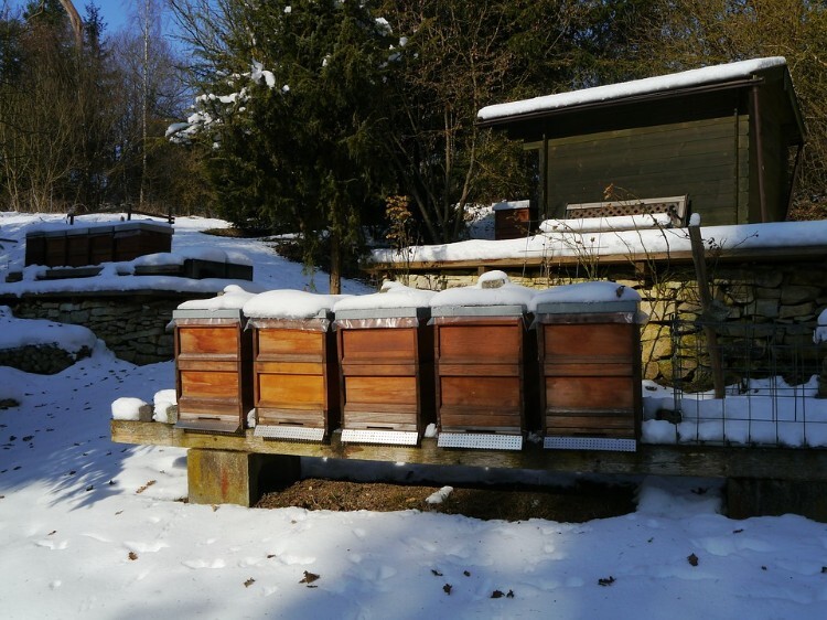 Пчелиная пасека во дворе зимой