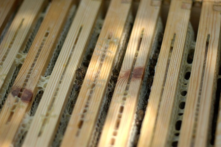 Пчелиные рамки с сотами 