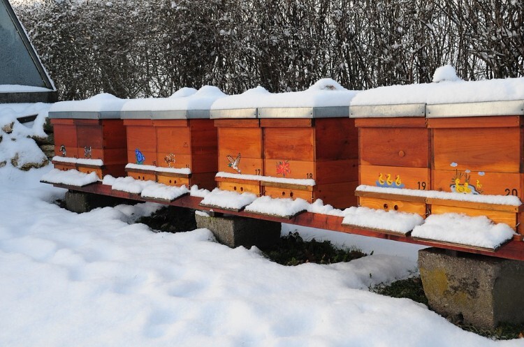 Пчелиная пасека зимой