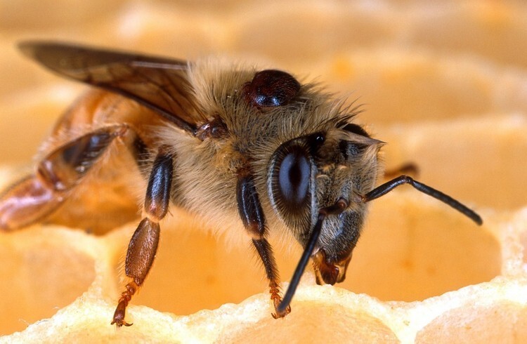 Пчела-воровка меда