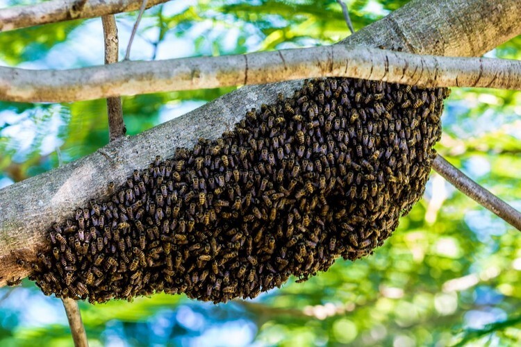 Пчелиный улей на дереве