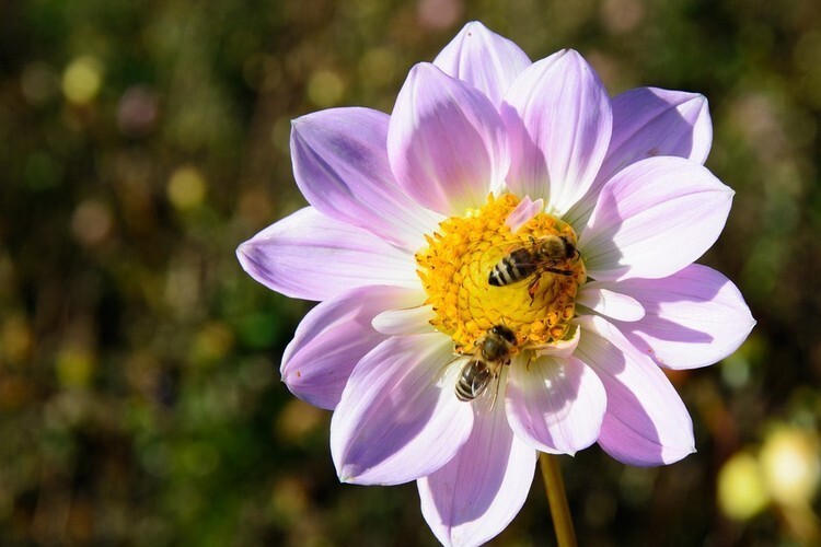 Пчёлы на цветке