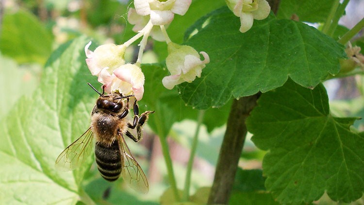 Пчела на кусте смородины