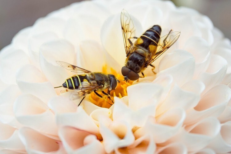 Пчелы на белом цветке