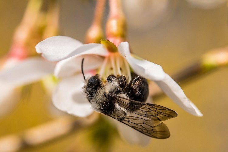 Пчела-трутовка