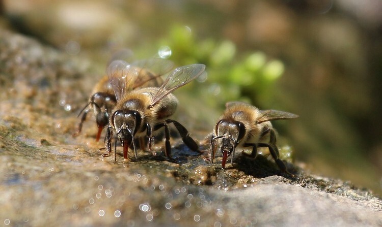 Пчёлы трутни