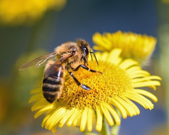 Пчела трутень собирает пыльцу