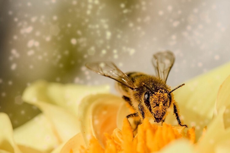 Рабочая пчела в пыльце