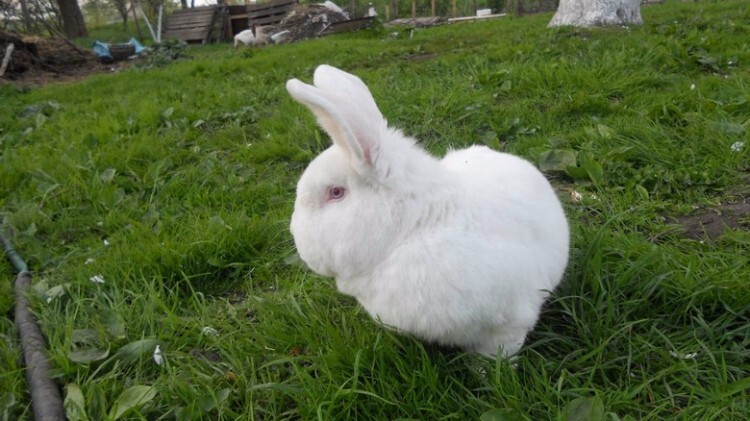 Кролик породы новозеландская белая