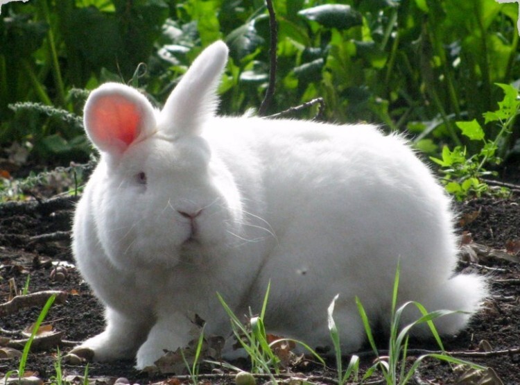 Кролик породы новозеландская белая в траве