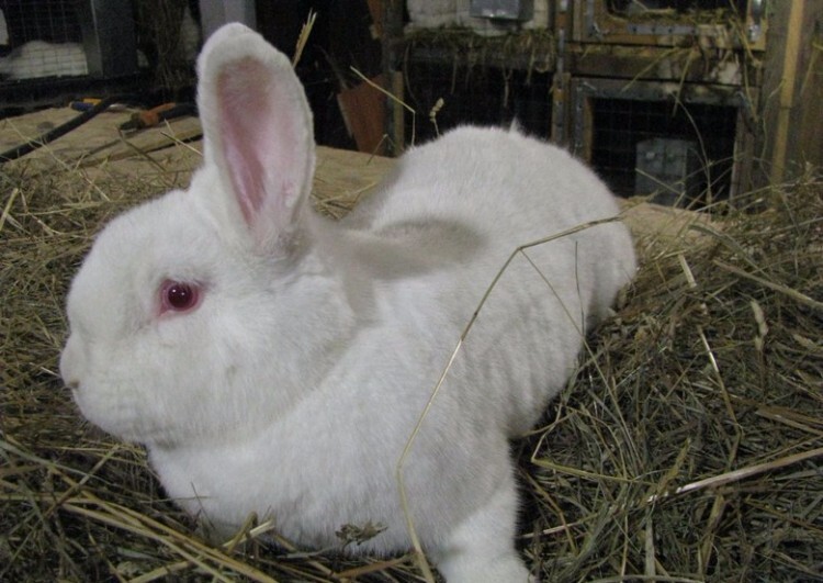 Кролик породы новозеландская белая на сене