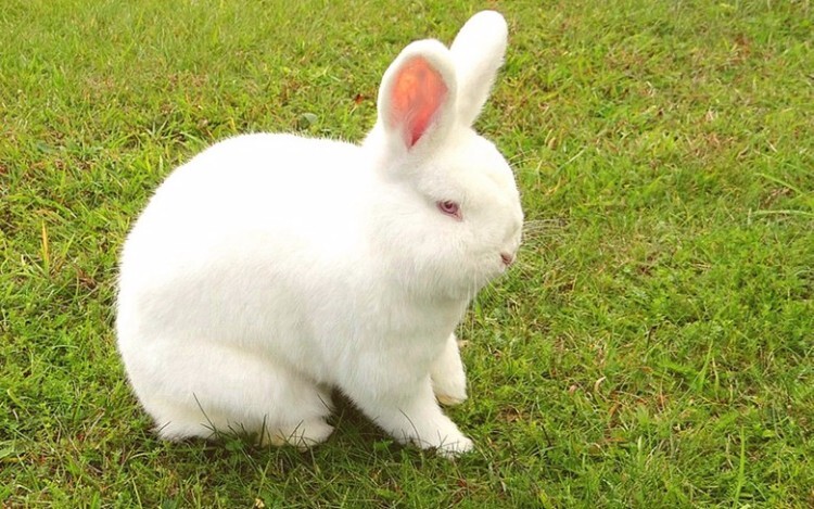 Новозеландская белая порода кроликов